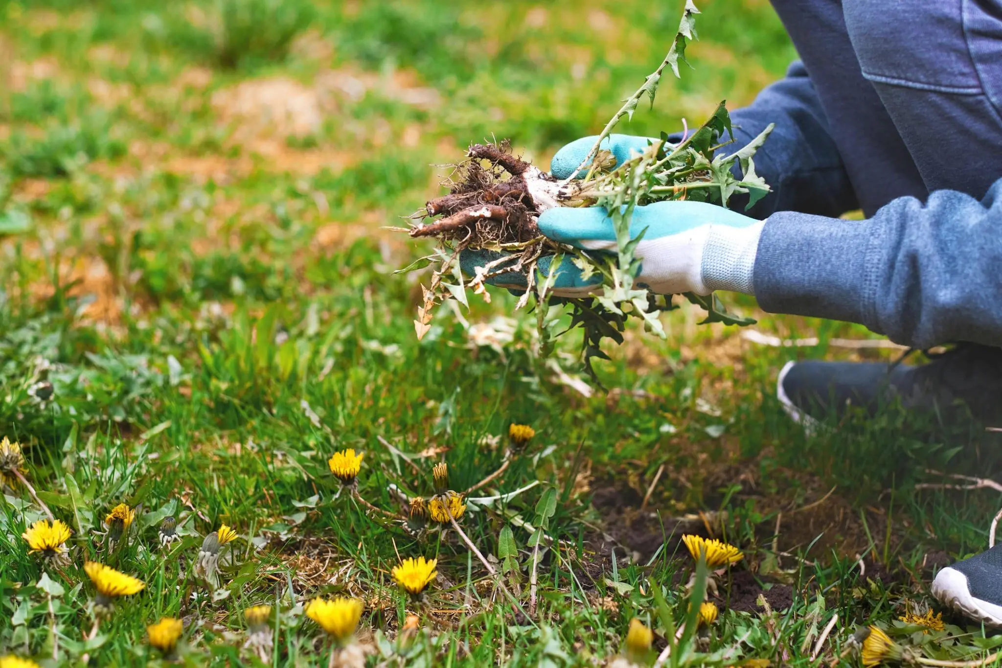Weeding - JOHNATHAN'S LANDSCAPING CORP